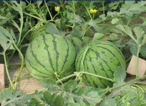 黑料吃瓜网apk普通安装  第3张