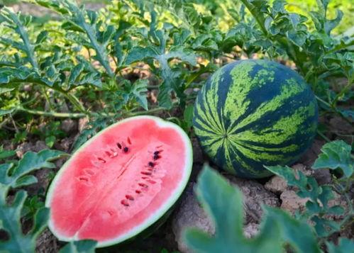 黑料吃瓜网apk普通安装  第3张