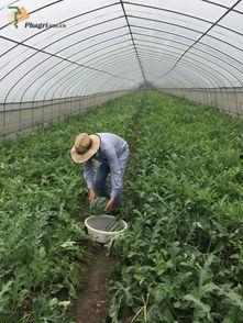 黑料吃瓜网apk普通安装 
