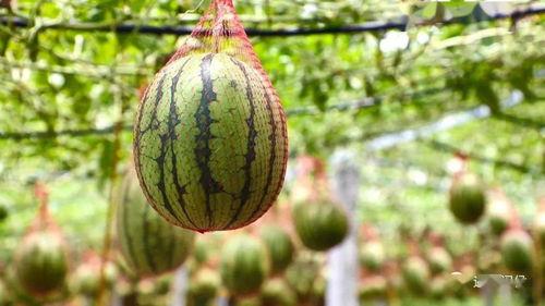黑料吃瓜网apk普通安装  第3张